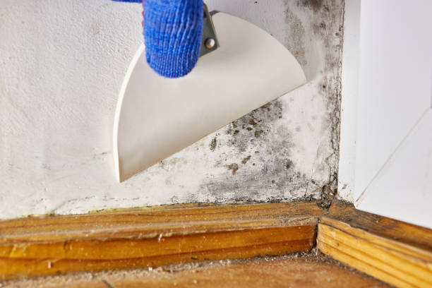 Best Asbestos and Lead Testing During Mold Inspection  in Wilton Center, CT